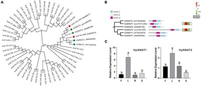 Functional Characterization of Serotonin N-Acetyltransferase Genes (SNAT1/2) in Melatonin Biosynthesis of Hypericum perforatum